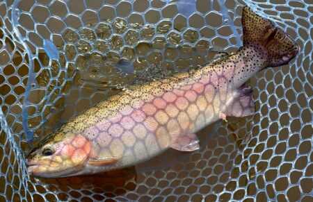 バンバン当たるわけではない ～岡崎トラウトポンド～